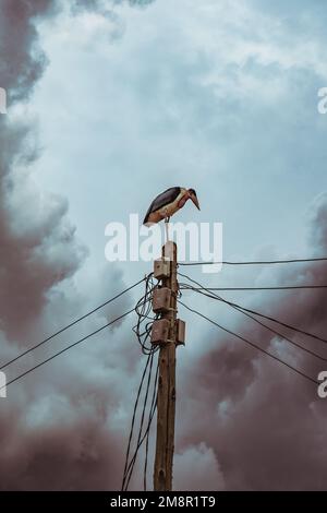 Oiseau de marabou debout sur le poteau de service public en Tanzanie, Afrique. Arrière-plan spectaculaire et nuageux. Banque D'Images