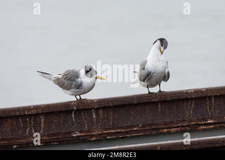 Sternes à crête (Thalasseus bergii) sur la côte, Victoria, Australie Banque D'Images