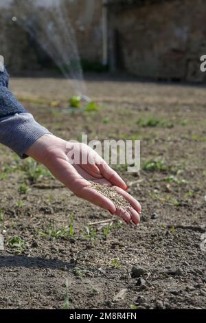 Herbe à la main. Plantation d'herbe. Processus de semis et de culture d'une pelouse. Série de photos. Banque D'Images