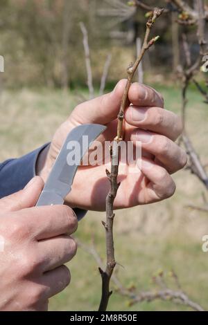 L'agriculteur dans le verger greffant l'arbre fruitier. Banque D'Images