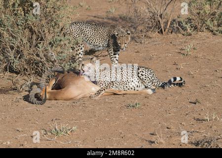 Cheetah (Acinonyx jubatus). Gros oursons à la carcasse d'un impala mâle, tués par leur mère Banque D'Images