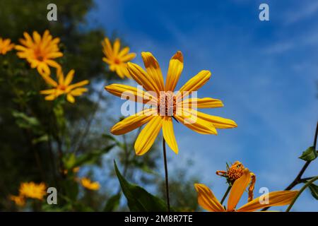 Fleurs d'artichaut de Jérusalem. Fleurs jaunes en fleurs dans la prairie. Banque D'Images