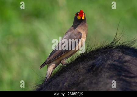 Oxpecker à bec jaune assis à l'arrière d'un Cape Buffalo. Banque D'Images