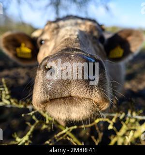 Gros plan du nez humide de la vache Banque D'Images