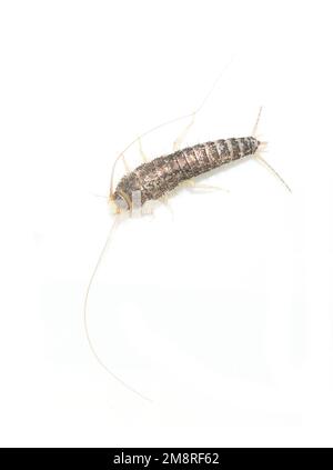 Ctenolepisma longicaudatum est un poisson-silver à queue longue isolé sur fond blanc Banque D'Images