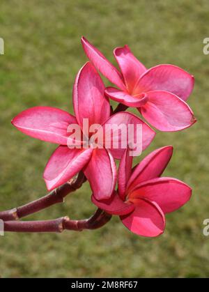 Rose frangipani Plumeria rubra fleurs sur fond vert Banque D'Images