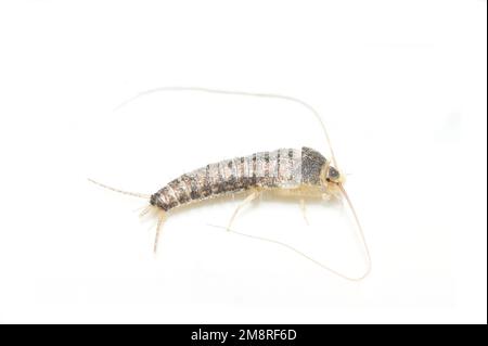 Ctenolepisma longicaudatum est un poisson-silver à queue longue isolé sur fond blanc Banque D'Images