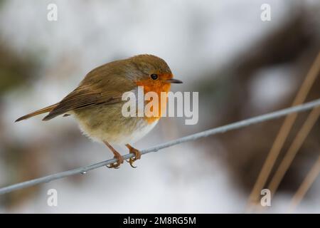 Robin (erithacus rubecula) à Perth, en Écosse. Banque D'Images