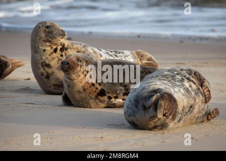 Un groupe de femelles de phoques gris de l'Atlantique qui reposent sur la plage de Waxham à Norfolk, au Royaume-Uni, en janvier 2023 Banque D'Images