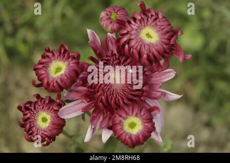 Les chrysanthèmes fleurissent dans le jardin d'automne. Arrière-plan avec des chrysanthèmes lilas doux. Banque D'Images