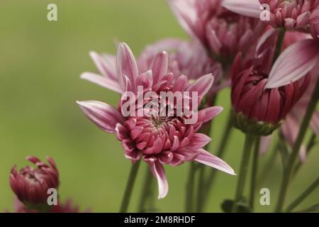 Les chrysanthèmes fleurissent dans le jardin d'automne. Arrière-plan avec des chrysanthèmes lilas doux. Banque D'Images