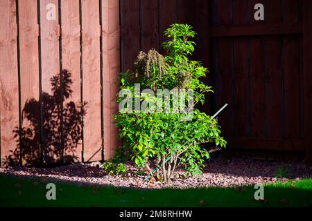 Arbuste de la forêt flamboyante de Pieris fraîchement planté dans le jardin Banque D'Images