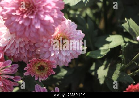 Motif chrysanthème dans le parc de fleurs. Groupe de chrysanthème violet rose Banque D'Images