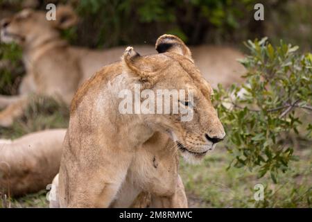 Les Lions reposent dans les buissons Banque D'Images