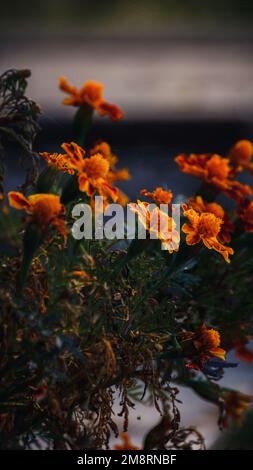 Un cliché vertical de belles fleurs marigold sous la lumière du soleil Banque D'Images