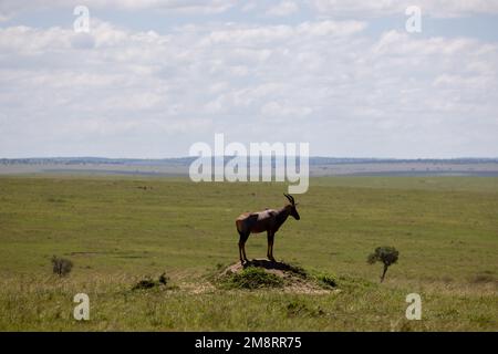 L'impala à cornes se trouve sur la souche de l'arbre Banque D'Images