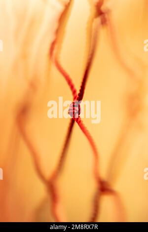 Cliché de mise au point sélective d'un réseau rouge Banque D'Images