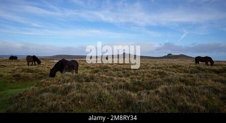 Les étangs de Dartmoor paissent près de Haytor et Saddle Tor, parc national de Dartmoor, Devon, Royaume-Uni Banque D'Images