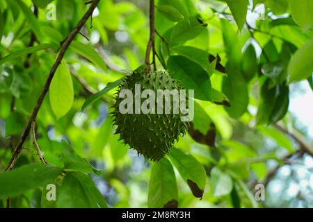 soursop fruit à l'intérieur du jardin épicé Banque D'Images