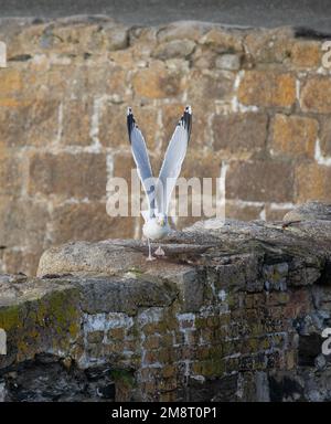 Goéland à tête de mouette perchée sur un mur avec ses ailes relevées pointant vers le ciel en forme de V. Banque D'Images