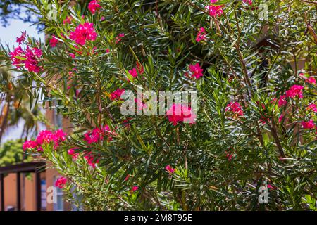 Vue rapprochée d'un magnifique arbre tropical avec fleurs d'oléander. Aruba. Banque D'Images