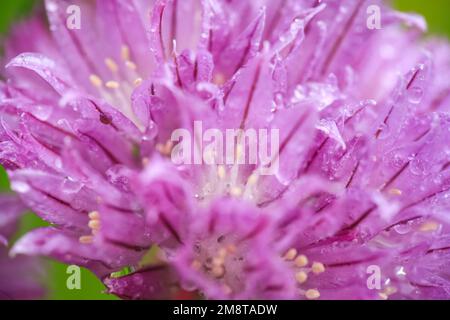 Plante pourpre en fleurs Allium , gros plan, macro, sur fond vert, recouverte de gouttes d'eau après la pluie Banque D'Images