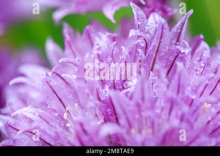 Plante pourpre en fleurs Allium , gros plan, macro, sur fond vert, recouverte de gouttes d'eau après la pluie Banque D'Images