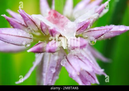 Plante pourpre en fleurs Allium , gros plan, macro, sur fond vert, recouverte de gouttes d'eau après la pluie Banque D'Images