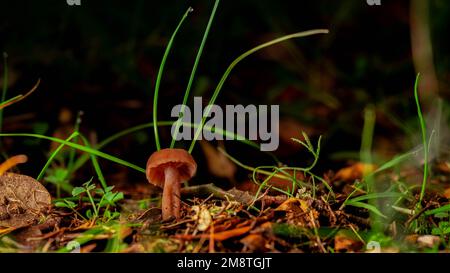 Laccaria laccata dans une forêt de la vue de ver-oeil. Concept cueillette de champignons, faune, champignons comestibles Banque D'Images