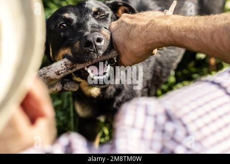 Chien domestique essayant prend bâton de bois du propriétaire d'animal de compagnie à l'extérieur. Banque D'Images