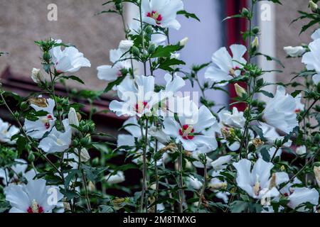 De belles fleurs de malow blanches et roses - malva, poussant dans le jardin. Nature estivale. Banque D'Images