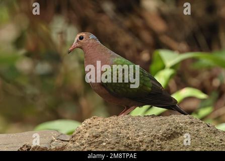 Colombe émeraude à capuchon gris (Chalcophaps indica indica) femelle adulte debout sur un rocher de Tien de chat, Vietnam. Décembre Banque D'Images