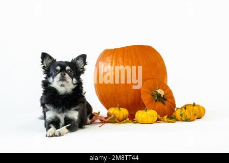 Vue sur un adorable chien Chihuahua à côté de citrouilles sur fond blanc Banque D'Images