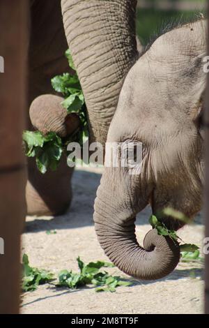 Gros plan sur un petit éléphant mignon au zoo de Copenhague au Danemark Banque D'Images