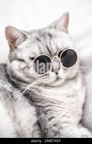 chat écossais droit en lunettes, sur fond blanc. Animaux de compagnie. Banque D'Images