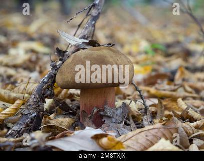 Un petit champignon brun dans les feuilles d'automne Banque D'Images