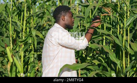 Un agriculteur afro-américain examine l'évaluation de la récolte de maïs Banque D'Images