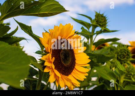 Abeille sur un tournesol Banque D'Images