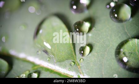 Beaucoup d'eau tombe sur la surface de la feuille verte. Banque D'Images
