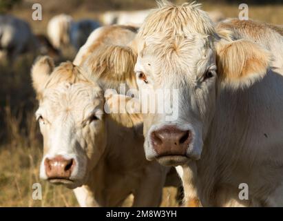 tête de deux vaches, en latin bos primigenius taurus de couleur claire Banque D'Images