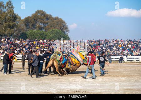 Un groupe de chameaux qui domptent les chameaux lors du Championnat annuel de chameaux de 2023 à Selcuk, Turquie Banque D'Images