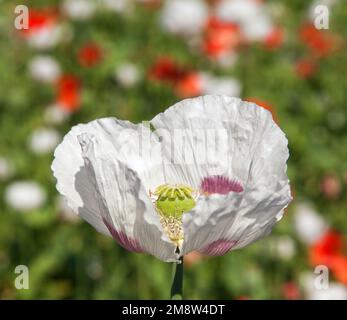 Champ de pavot à opium à fleurs blanches en latin papaver somniferum, champ de pavot avec des coquelicots rouges, le pavot blanc de couleur est cultivé en République tchèque pour Banque D'Images