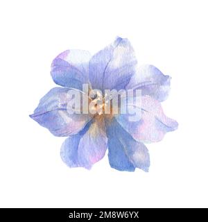 Aquarelle des fleurs, eustoma lisianthus bleu sur fond blanc. Pour la conception et la décoration de mariage et d'impression de voeux, cartes. Banque D'Images