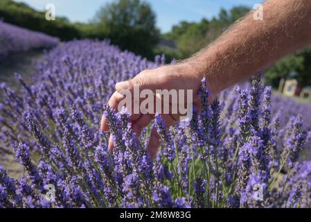 Odeur de lavande. Main masculine glissant sur des fleurs fraîches et colorées dans un champ aromatique gros plan. Les plantes pourpres paysage dans le soleil jour bleu ciel bac Banque D'Images