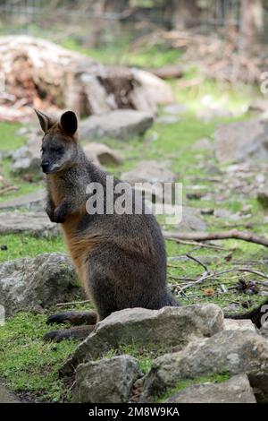 le wallaby des marais est debout sur ses pattes arrière Banque D'Images