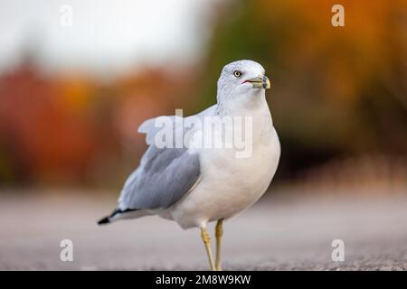 Gros plan d'un oiseau de mouette blanc et gris debout. Banque D'Images