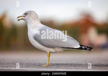 Gros plan d'un oiseau de mouette blanc et gris debout. Banque D'Images