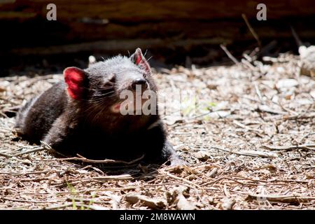 le diable tasmanie est un marsupial noir Banque D'Images