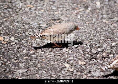 il s'agit d'une femelle de zèbre finch il a une tête grise poitrine blanche et un bec orange avec une queue noire et blanche rayée Banque D'Images