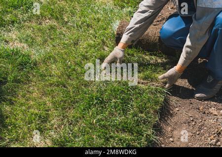 Gros plan homme posant des rouleaux de gazon pour une nouvelle pelouse de jardin Banque D'Images